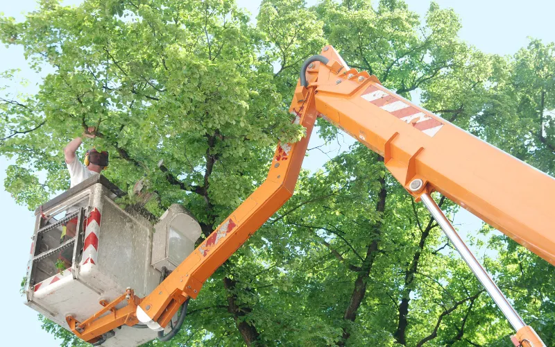 boom truck trimming tree in Hickory NC