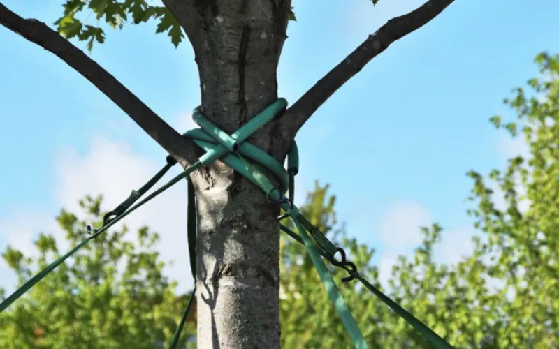 cabling and bracing tree services in Hickory NC