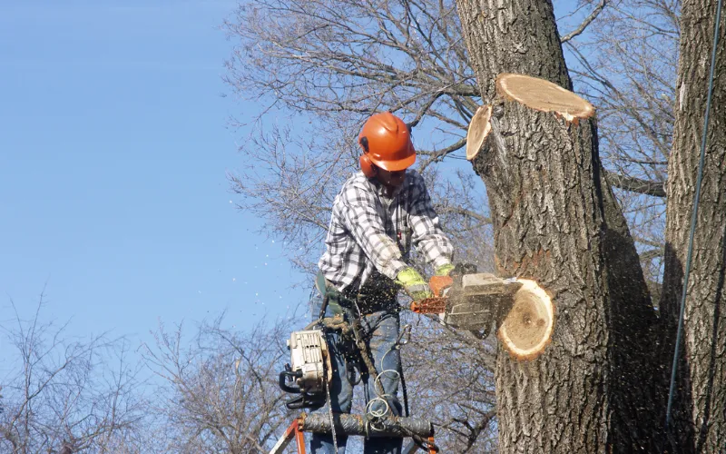 cutting a tree down in stages in Hickory NC