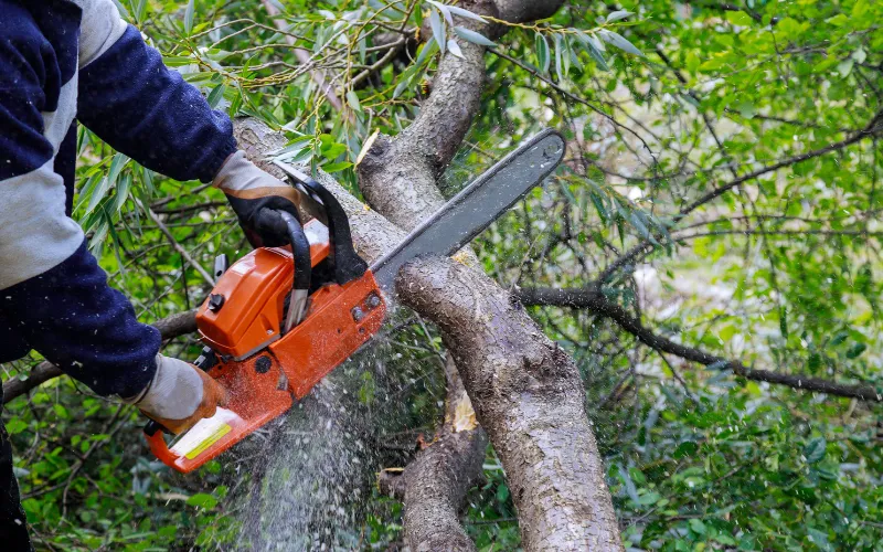 tree trimming with chainsaw in Hickory NC